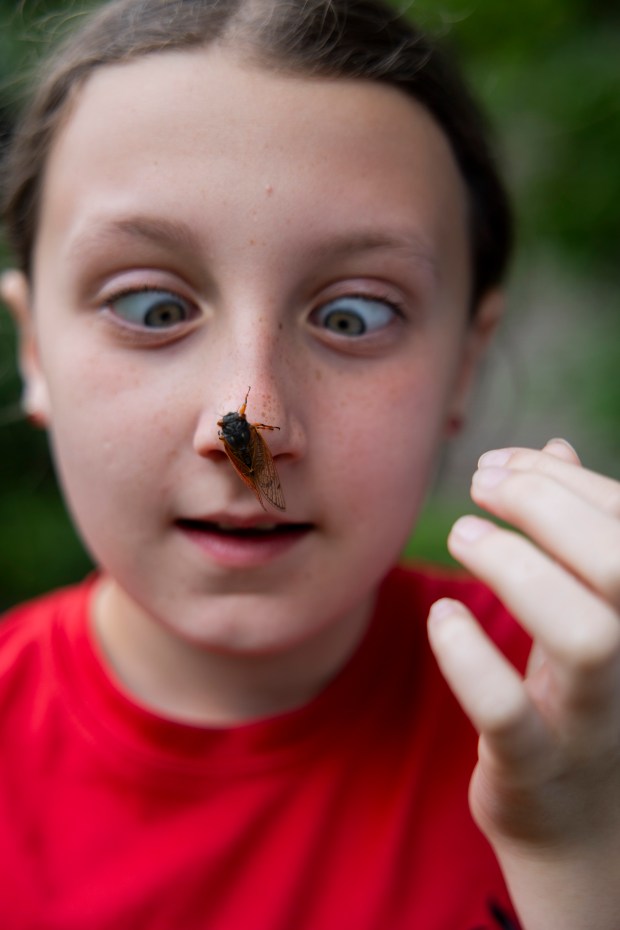 Bryn Wangler, 11, with a cicada on her nose on May 28, 2024, outside her home in Lisle. (Vincent Alban/Chicago Tribune)