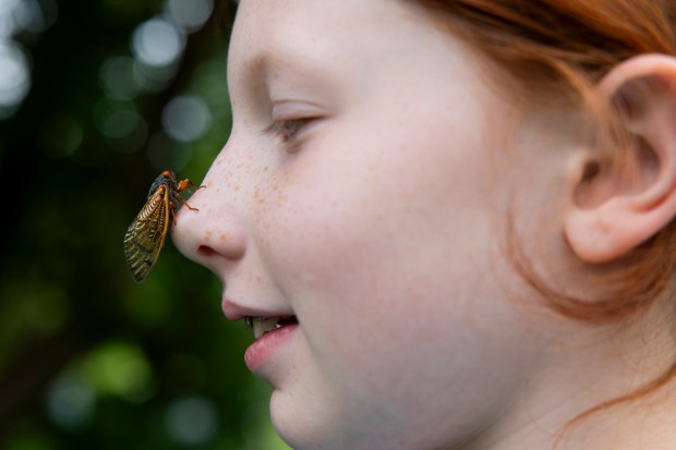 Ellie Wangler, 9, with a cicada on her nose on May 28, 2024, outside her home in Lisle. (Vincent Alban/Chicago Tribune)