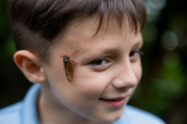 Ethan Wangler, 7, poses with a cicada on his face on May 28, 2024, outside his home in Lisle. Ethan's father, Tim Wangler, was photographed as a kid by a Tribune photographer James Mayo in 1990 with a cicada on his nose in Elmhurst. 17 years later in 2007, Antonio Perez photographed him again. (Vincent Alban/Chicago Tribune)