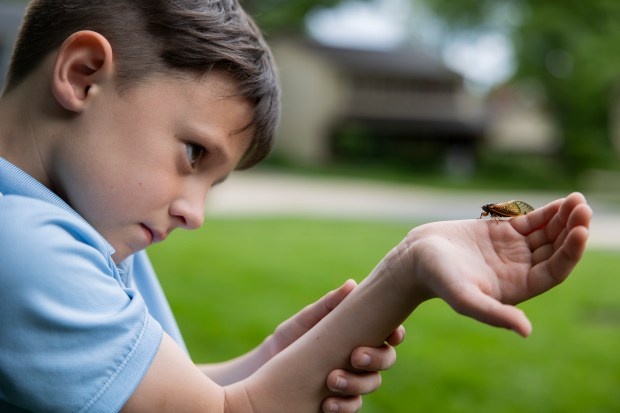 Ethan Wangler, 7, looks at a cicada on his hand on May 28, 2024, outside his home in Lisle. (Vincent Alban/Chicago Tribune)