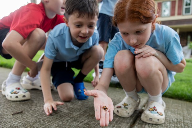 Ellie Wangler, 9, right, and her brother, Ethan Wangler, 7, examine a cicada on May 28, 2024, outside their home in Lisle. (Vincent Alban/Chicago Tribune)