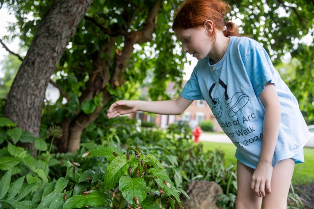 Ellie Wangler, 9, collects a cicada on May 28, 2024, outside her Lisle home. (Vincent Alban/Chicago Tribune)