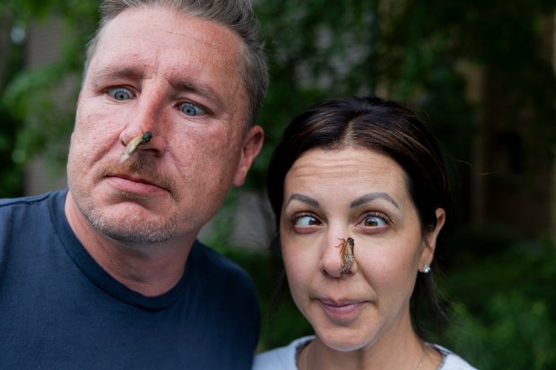 Tim and Trinity Wangler with cicadas on May 28, 2024, outside their home in Lisle. (Vincent Alban/Chicago Tribune)