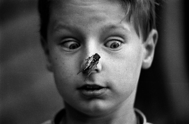 Tim Wangler, 8, gets a close look at a 17-year cicada June 11, 1990, in Elmhurst. At the time, the photographer informed Tim he'd be 25 the next time the cicadas returned. (James Mayo/Chicago Tribune)
